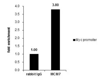 MCM7 antibody [N2C2], Internal