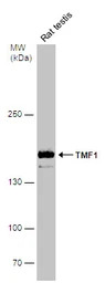 TMF1 antibody