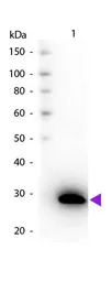 GFP antibody (Biotin)