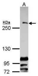 CENPF antibody [C3], C-term