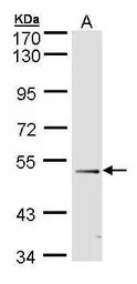 FOXD1 antibody [C3], C-term