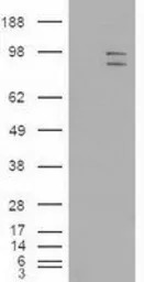 ERK3 antibody [5E1]