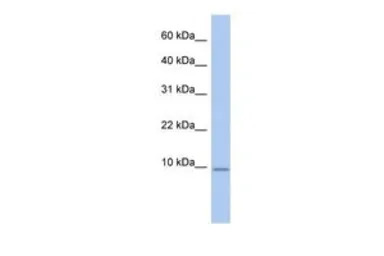 FXYD7 antibody, N-term