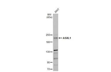 ASXL1 antibody