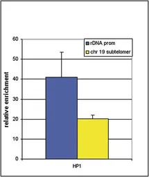 pan-HP1 antibody - ChIP grade