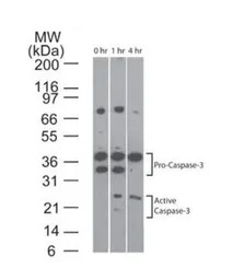 Caspase 3 antibody [31A893]