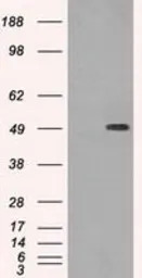 beta Tubulin 3/ Tuj1 antibody 