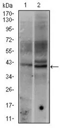 c-Fos antibody [2G2]
