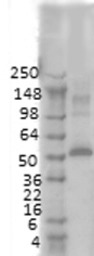 CaMKII alpha antibody [6G9]