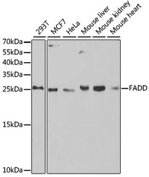 FADD antibody