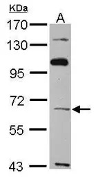 TBX4 antibody [C1C3]
