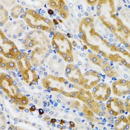 PGRMC1 antibody
