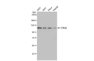 CYLD antibody