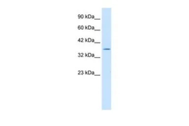 ILF2 antibody, C-term