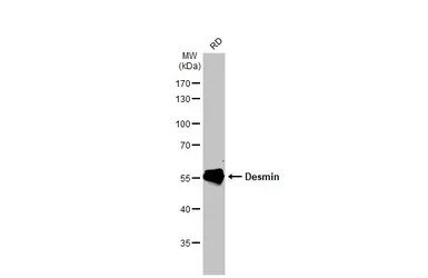 Desmin antibody