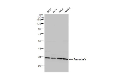 Annexin V antibody [N2C3]