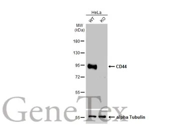 CD44 antibody