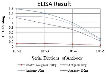 C/EBP beta antibody [3H9]