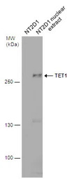 TET1 antibody [GT465]