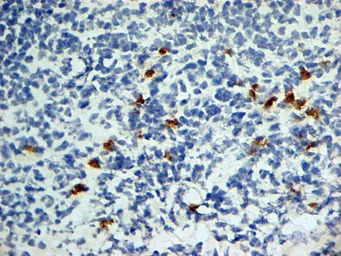 CD252 antibody [OX-89]