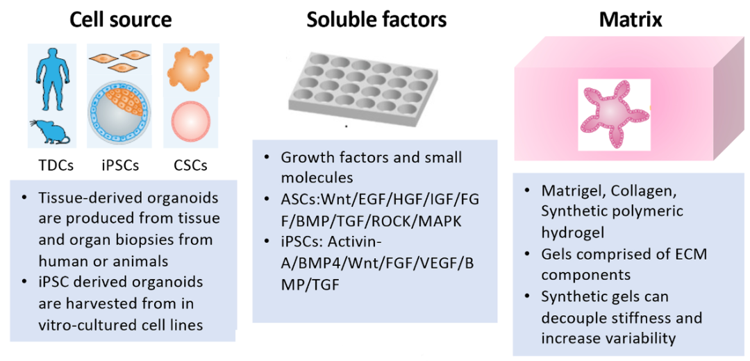 掌握核心秘诀：如何成功构建稳定的类器官？
