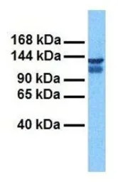CLCN3 antibody, C-term