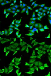Nectin 2 antibody