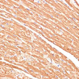 Cytochrome b5 antibody
