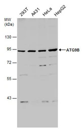 ATG9B antibody