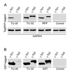 gamma Tubulin antibody [TU-30]