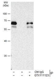 SMAD2 / SMAD3 antibody