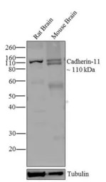 CDH11 antibody [5B2H5]