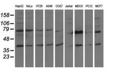 CBWD1 antibody [4E8]