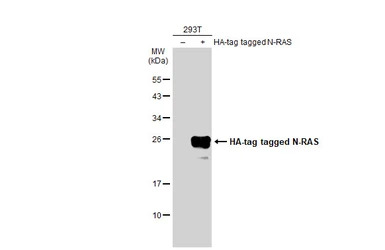 N-RAS antibody
