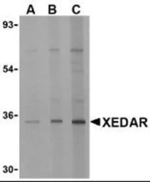 XEDAR antibody