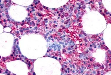 F2RL3 / PAR-4 antibody