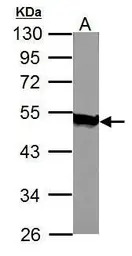 Acylglycerol kinase antibody