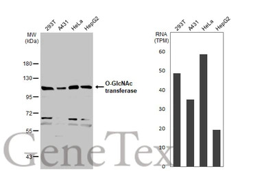 O-GlcNAc transferase antibody