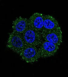TMPRSS3 antibody, Internal