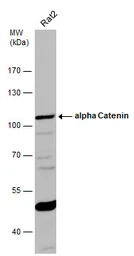 alpha Catenin antibody [N1N3]