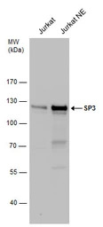 SP3 antibody