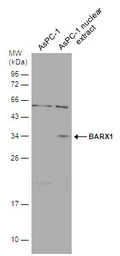 BarX1 antibody
