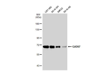 GAD67 antibody