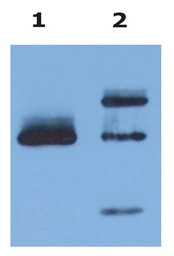HLA-G antibody [MEM-G/9] (Azid