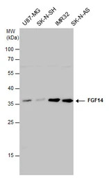FGF14 antibody