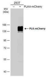 mCherry antibody