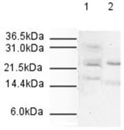 Apc10 antibody