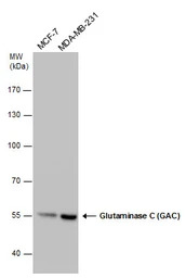 Glutaminase C (GAC) antibody [