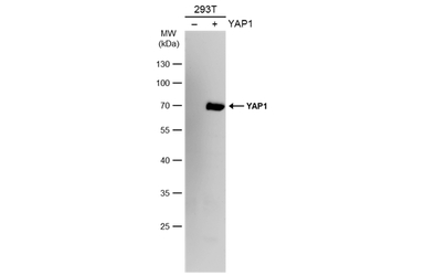 YAP1 antibody