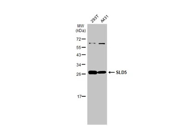 SLD5 antibody [N1C3]